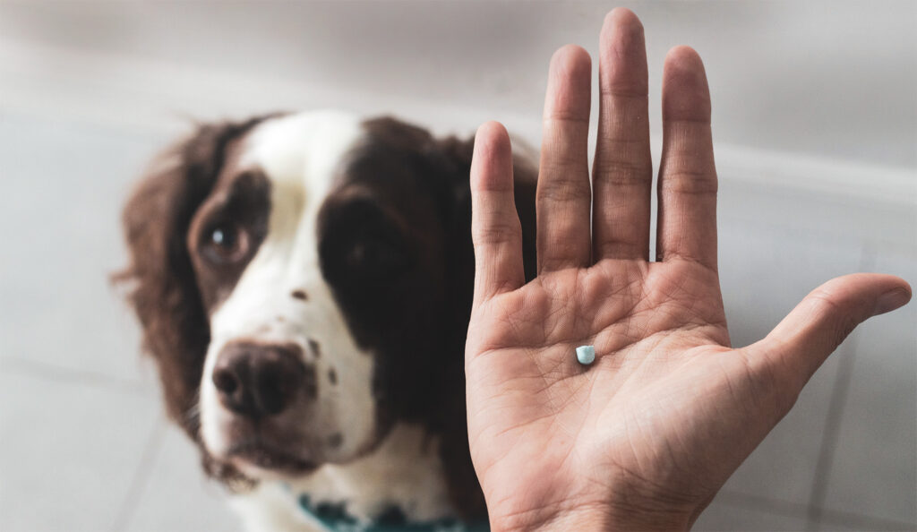 A friendly looking dog in background, while a human hand in the foreground holds a medicinal tablet