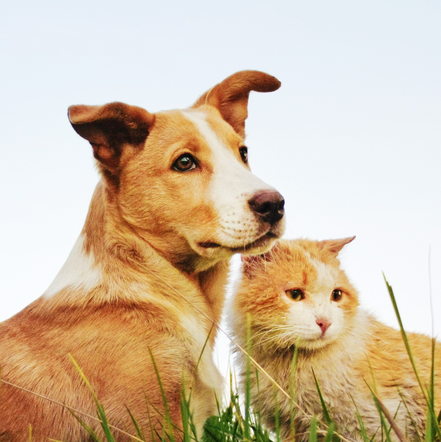 Companion animals like dogs and cats are just as susceptible to AMR as their humans