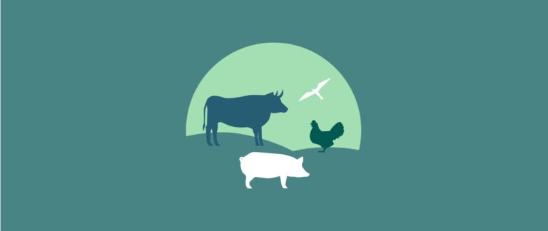 Infographic image depicting animal industries. A cow, chicken, pig and big silhouetted against a dark green background