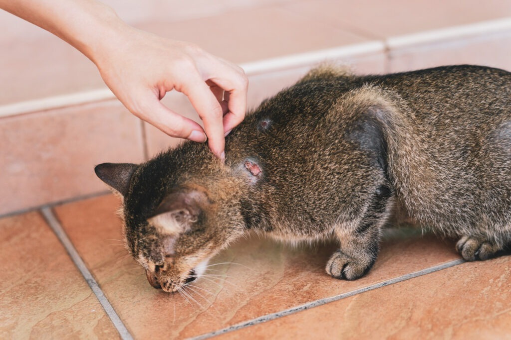 An owner reveals a cat fight wound on the neck of their pet.