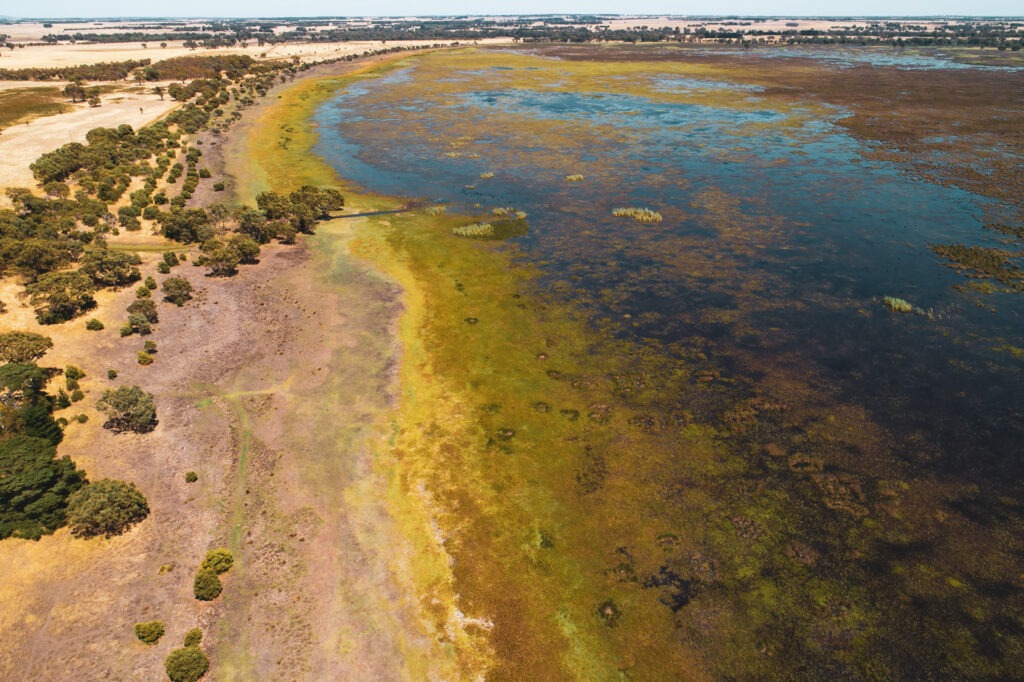 Climate change can result in algal blooms due to extreme changes in temperature.