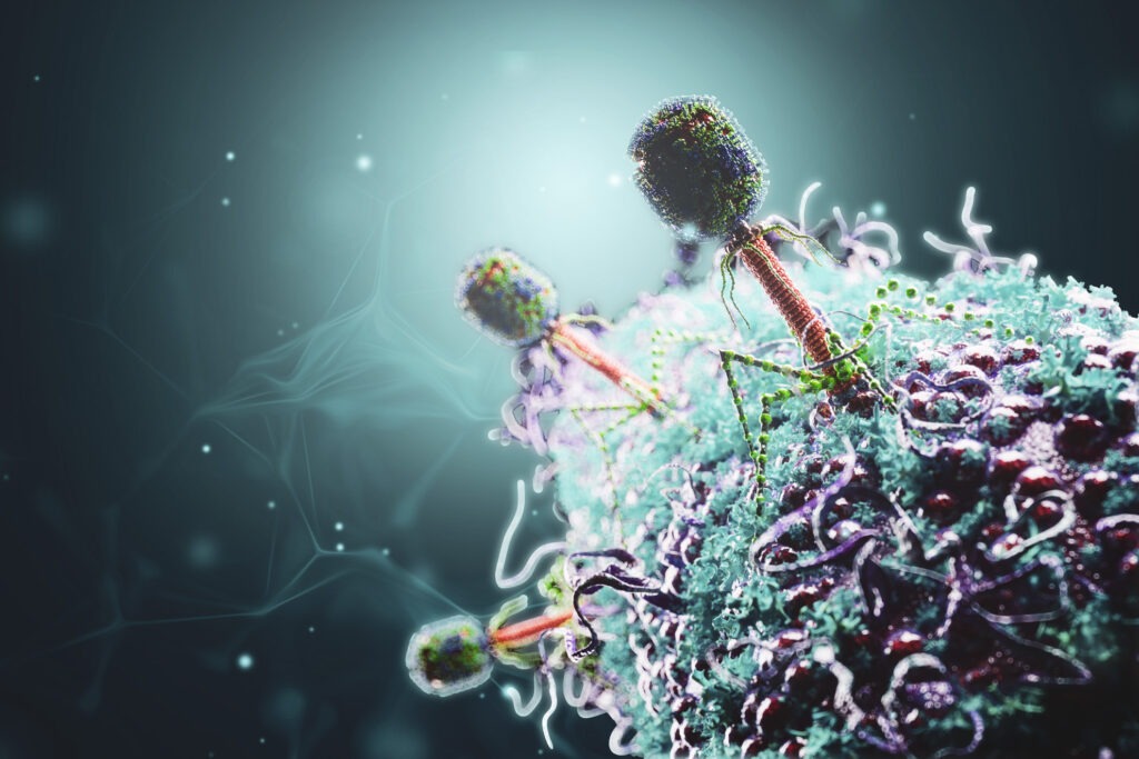 Phages are viruses that target bacteria, even those that have antimicrobial resistance (AMR).