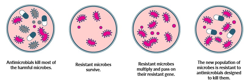 The image shows how antimicrobial resistance develops when certain harmful microbes in the human body are resistant to drugs. While antimicrobials eliminate the sensitive microbes, the resistant strains survive. These resistant microbes then multiply, allowing antimicrobial resistance to spread.