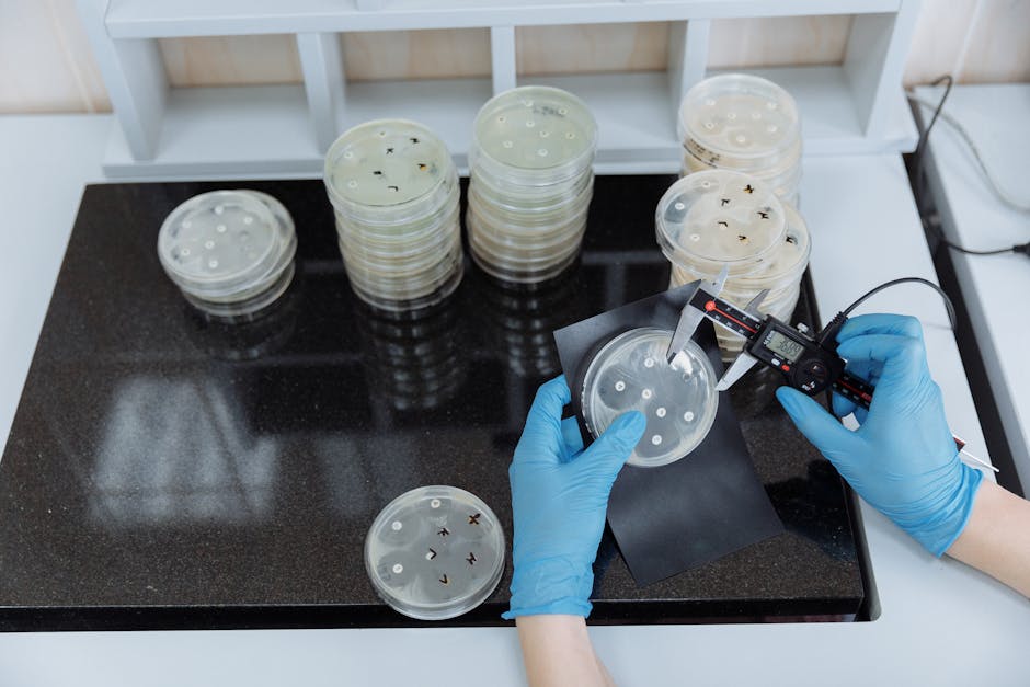 Scientist measuring bacteria growth in petri dishes under sterile lab conditions. New detection methods are more accurate but more expensive.