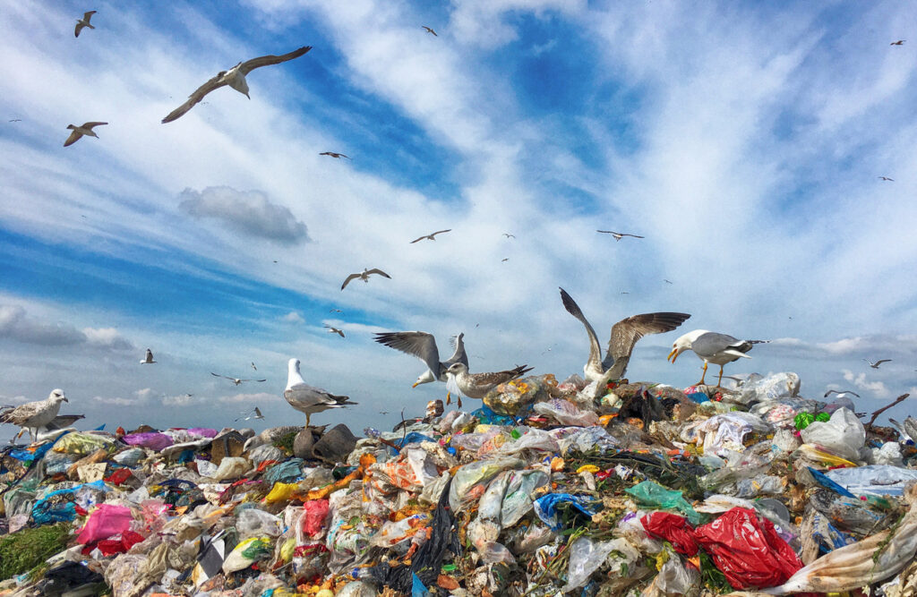 Garbage Dump and Gulls Seagulls flying above and feasting on landfill.