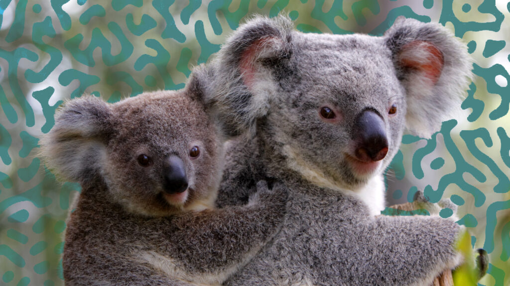 A baby joey koala clinging to mum's back, with a microbial style background.