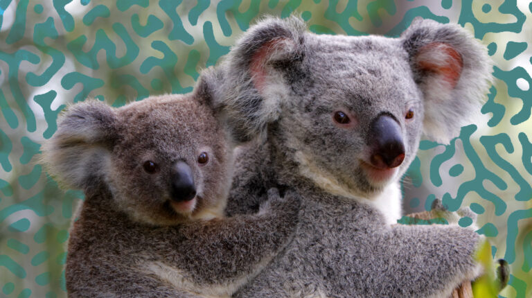 A baby joey koala clinging to mum's back, with a microbial style background.