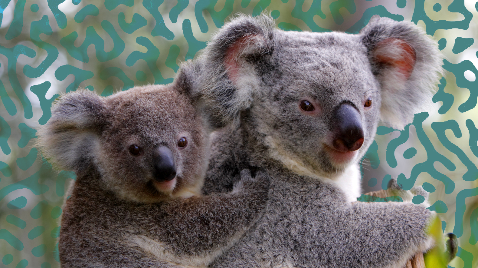 Australia’s native wildlife and AMR
