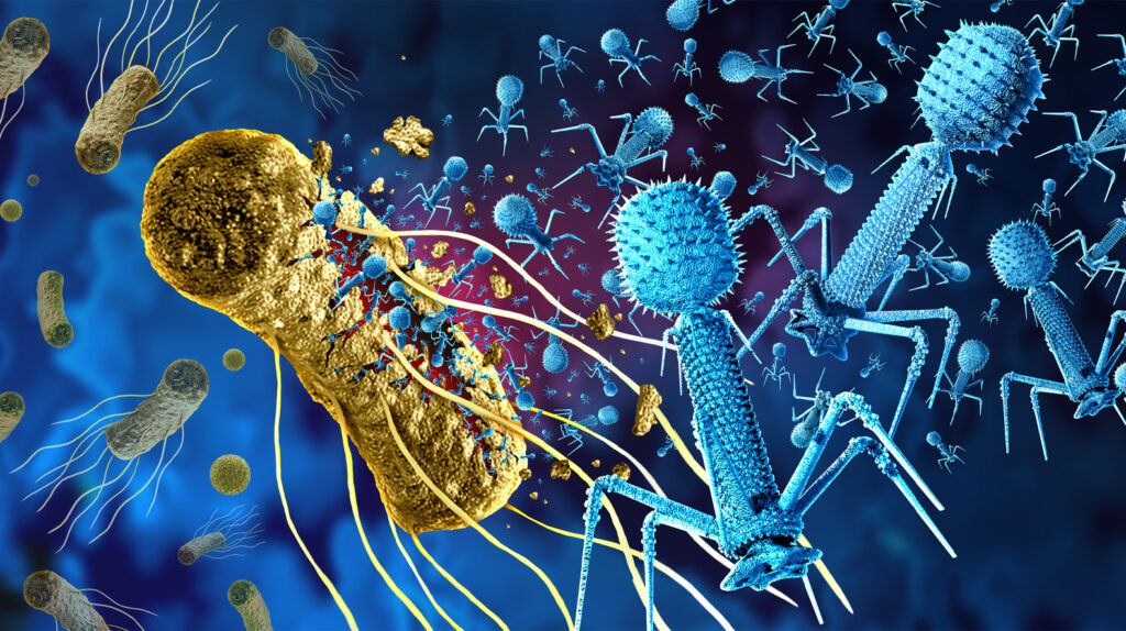 Phages attack a bacterium