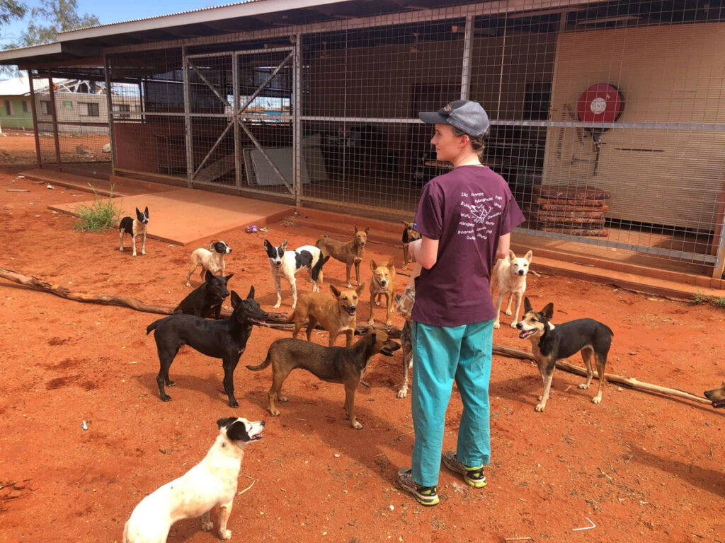 A group of dogs gathers around a person in a remote town