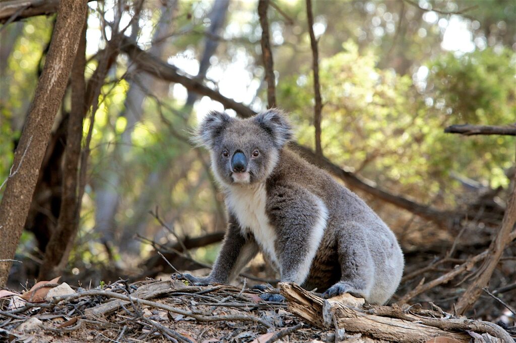 koala, marsupial, animal, fur, nature, wildlife, wild animal, wild, animal world, wildlife photography, fauna, australian wildlife, koala, koala, koala, koala, koala