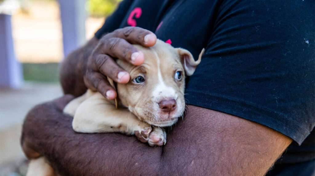 A close up of a puppy in the arms of a remote community member