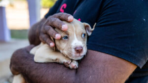A close up of a puppy in the arms of a remote community member